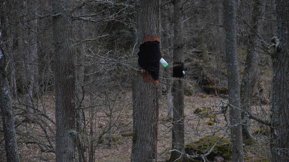 Flaskan som är kopplad till trädet fungerar som en fälla för att kommunen ska se vilka arter som väljer att bosätta och reproducera sig i håligheterna. 