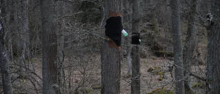 Vad händer med ekarna vid Rosenkällasjön och Viggeby?