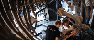 Till salu: Världens största triceratops-skelett