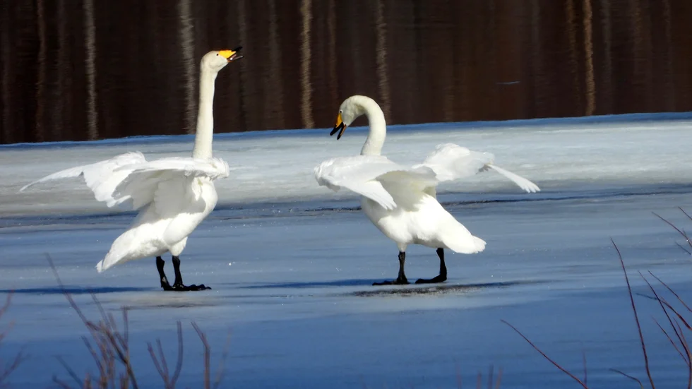 Vårkänslorna markeras med en yster och högljudd dans. Naturens egen uppsättning av baletten Svansjön i april.
