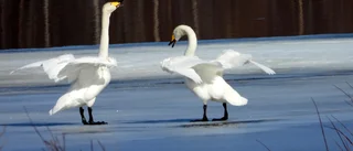 Dags att ta adjö och farväl   