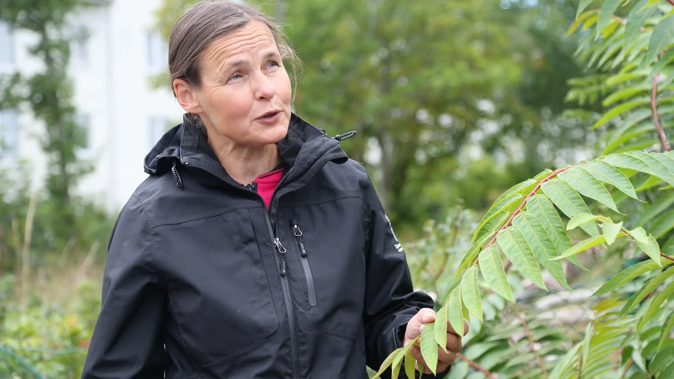 Tiina Kumpula från länsstyrelsen berättar att den invasiva arten hotar den naturliga floran.