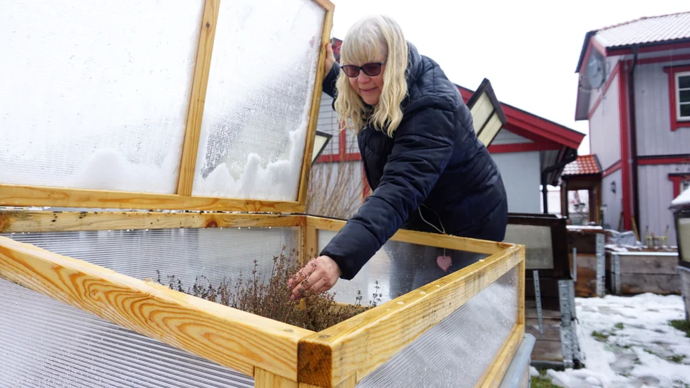 Cathrin Thomsen Treiberg på Gröngarn har fyllt stora delar av sin villaträdgård med pallkragar, där hon odlar allt från potatis till grönsaker och örter.