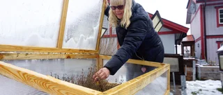 Cathrin odlar i pallkrage -  här ger hon några tips
