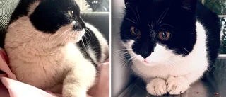Katten Ponken hittad – varit försvunnen i nästan sju år: ”Som att ha vunnit första priset på Lotto”