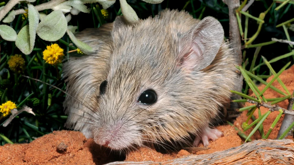 Den fluffiga lilla Gould's mouse är pigg för att vara utdöd.
