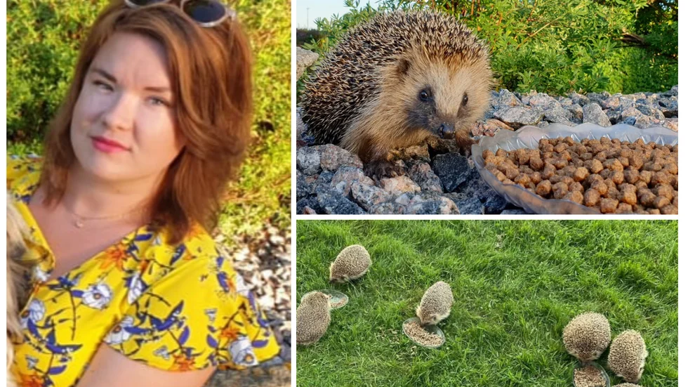 Hanna Majehag gör en insats för Vallas igelkottar.
