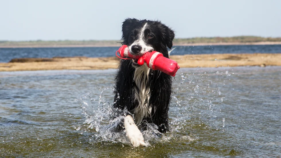 Använd sunt förnuft när du låter din hund ta ett svalkande bad i sommarvärmen. (Arkivbild)