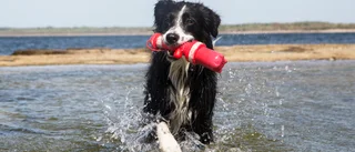 Det här gäller kring hundbad i Piteå • Här är hunden välkommen!