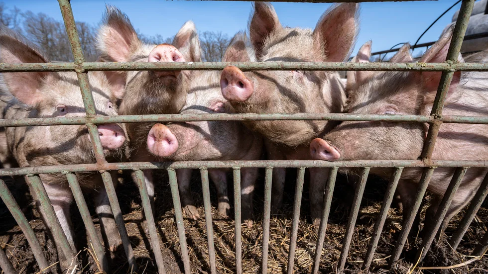 Om kriget kommer bör ett lager av djurläkemedel finnas för att bland annat säkerställa livsmedelsproduktionen, anser Jordbruksverket och Statens veterinärmedicinska anstalt. Arkivbild.