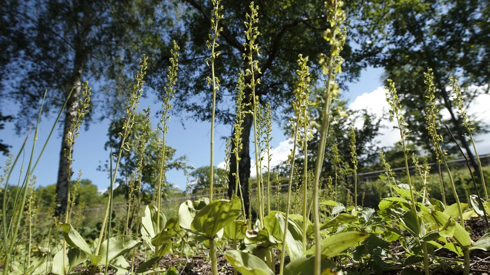 Tvåbladsorkidé blommar just nu på den uppröjda betesmarken.