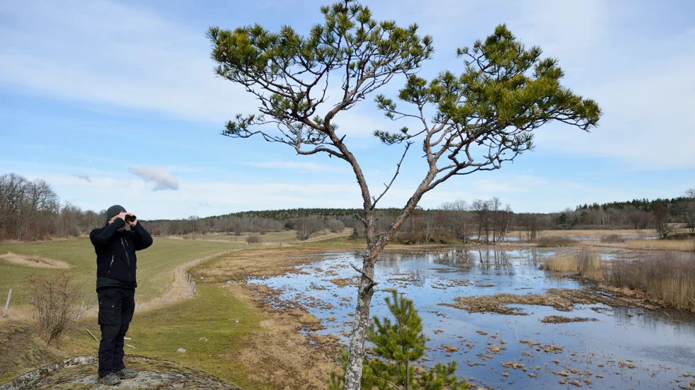 Våtmarker är bra både för biologisk mångfald och grundvattenbildning.