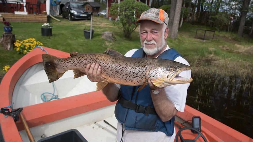 Bengt Roos jätteöring vägde hela 8,5 kilo. 