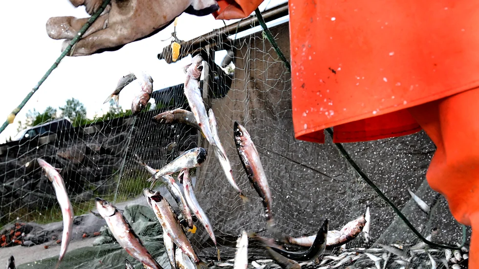 Så här välfyllda har strömmingsgarnen inte varit i år. Yrkesfiskarna från Norrbotten som varit på plats i Ö-vikstrakten har lämnat och kört hem båtarna när fångsten uteblivit. För att säkra upp den mängd som behövs till surströmmingsproduktionen ska yrkesfiskarna i år fiska i Norrbotten. 