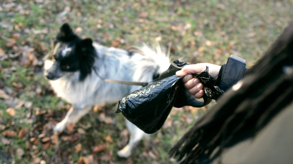 Hundägarna måste ta sitt ansvar och sluta skräpa ner med sina hundbajspåsar, menar skribenten.