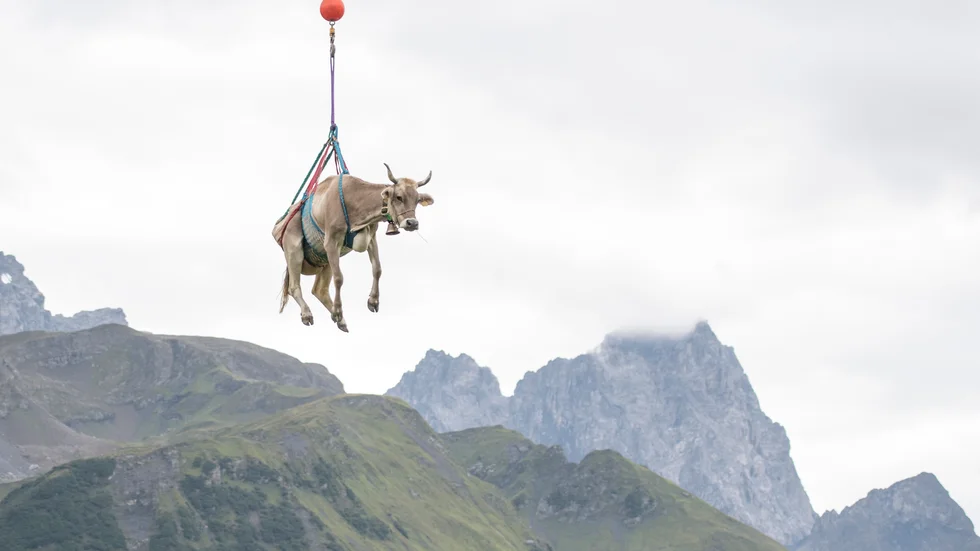 En skadad ko transporteras med helikopter från schweiziska Klausenpass. Bilden är från en tidigare koevakuering.