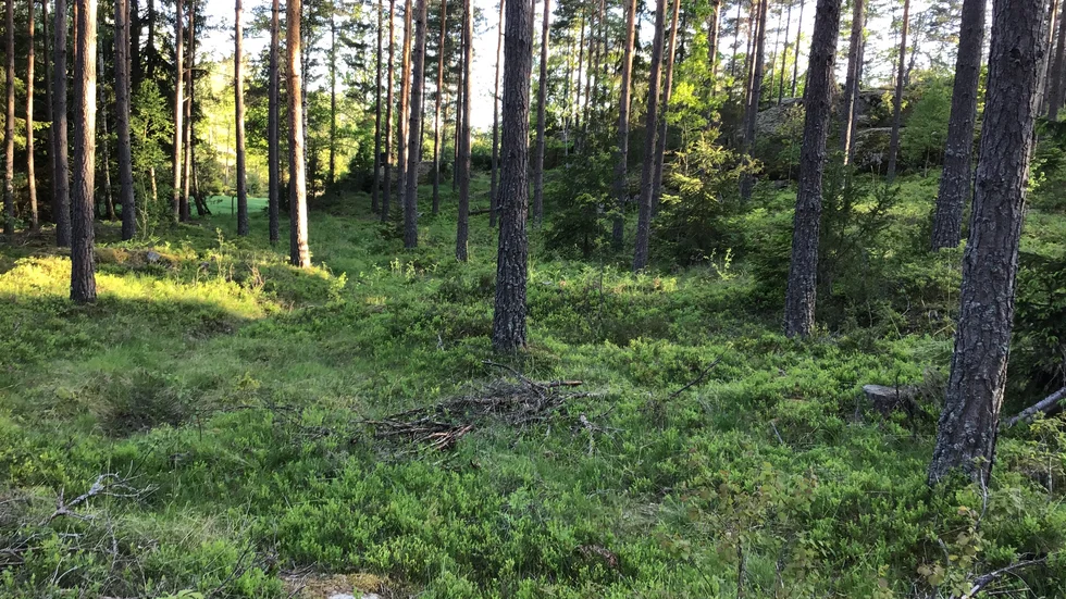 För dryga 50 år sedan var denna skog ett kalhygge men med aktivt skogsbruk har den tagit fart igen.
