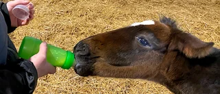 Ännu ingen ny mamma till Pyret