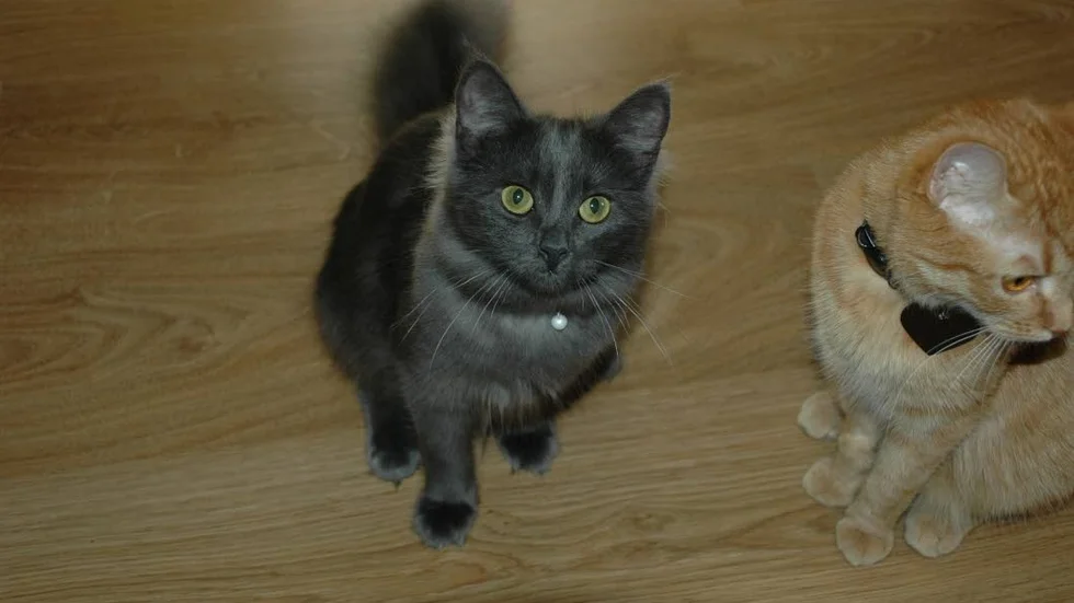 Kattunge. Katten Lillan i mitten med katten Sally till höger, som gick runt och ropade efter Lillan när hon var borta.