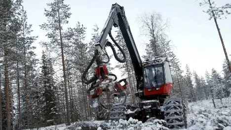 Skogens mångfald av livsformer överlever inte på fagra ord. Skogens arter behöver ha kvar åtminstone nio procent av skogen helt oavverkad i Norrbottens kust och inland. Det är vad vetenskapen visar. Vetenskapen visar också att 16 procent av skogen i sydligaste Sverige behöver sparas, skriver Lars Andersson. (Arkivbild)