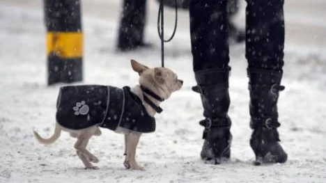 Insändarskribenten undrar om hundägarna har ensamrätt till promenadvägar?