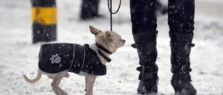 Har hundägare ensamrätt?