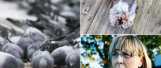 Smittsamt fågelvirus konstaterat på Gotland • Kan spridas till tamfåglar • Oklar koppling till senaste tidens fågeldöd