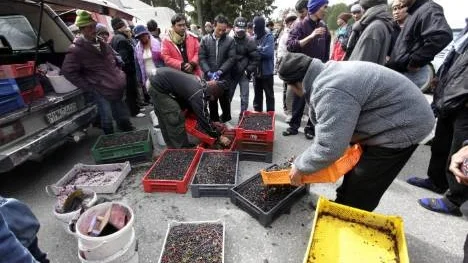 400 bärplockare från Thailand har lagt av med plockningen eftersom tillgången anses vara för dålig men Skogsbärbranschens intresseorganisation anser att tillgången på blåbär är normal.
