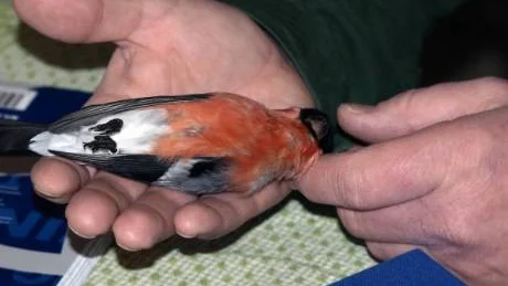 VACKER. En vuxen hanne är det som flugit in i ett fönster och knäckt nacken. På ena benet en märkring som berättar vart och vem som märkt den. Den behöver inte nödvändigtvis vara märkt i Norrbotten utan betydlgt längre bort.