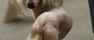 Nakenhund