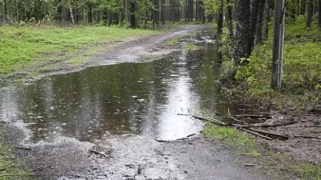 Blätt i terrängen vid Grisberget.