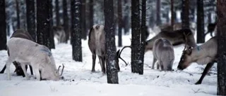HD-dom gav samerna rätt