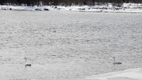 Ett svanpar vid Vatjenavebron, väster om  Arjeplog. Det säkraste  vårtecknet av alla.