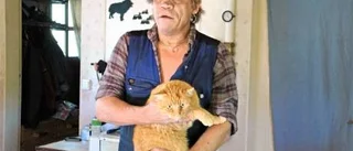 Katt skjuten i pannan