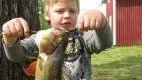 LITEN STORFISKARE. Första fisketuren med sitt första egna fiskespö blev en häftig upplevelse för fyraårige Gustav Lakso, Luleå. Han fick en abborre som kunde måttas till 43 centimeter och den vägde 1.080 gram.