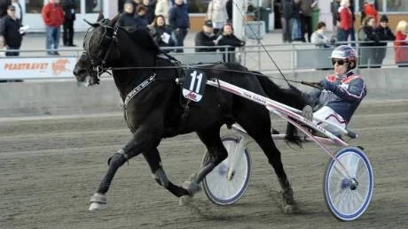 Framåt. Born to Walk Alone, med Micael Melander, har visat att han håller hög klass i år. Under gårdagen tog han sin fjärde seger på åtta starter i "Ung i norr-loppet".Foto: Jens Bäckström