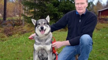 MÄSTARE. I snart sex år har jämthunden Roki och Karl-Göran Nordkvist från Lappträsk jagat ihop. Nu tävlar de om SM-titeln Årets älghund. Foto: Britt-Louise Spets