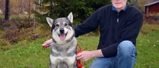 Älghunden Roki kan bli bäst i Sverige