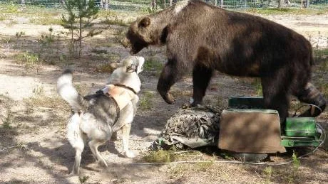 top dog. Jämthunden Zeb blev tisdagens bästa hund. Han fick även det ärorika arbetsdiplomet       Foto: Katarina Mosesson