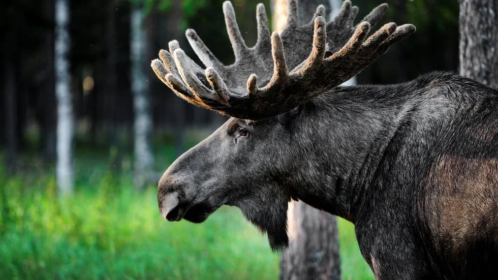 Verkningslöst? Risken är stor att älgarna som räddas hamnar i jägarnas frysboxar i höst skriver Rune Jönssson.