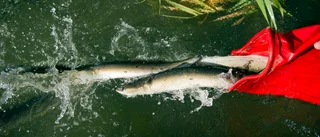 WWF:s önskelista för naturen  