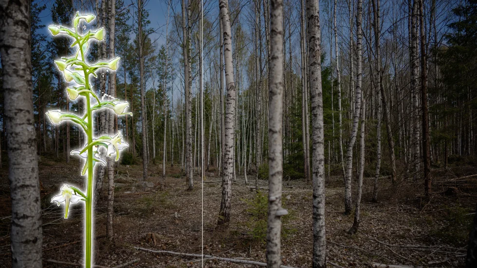 En ovanlig orkidé satte stopp för föryngringsplaner.