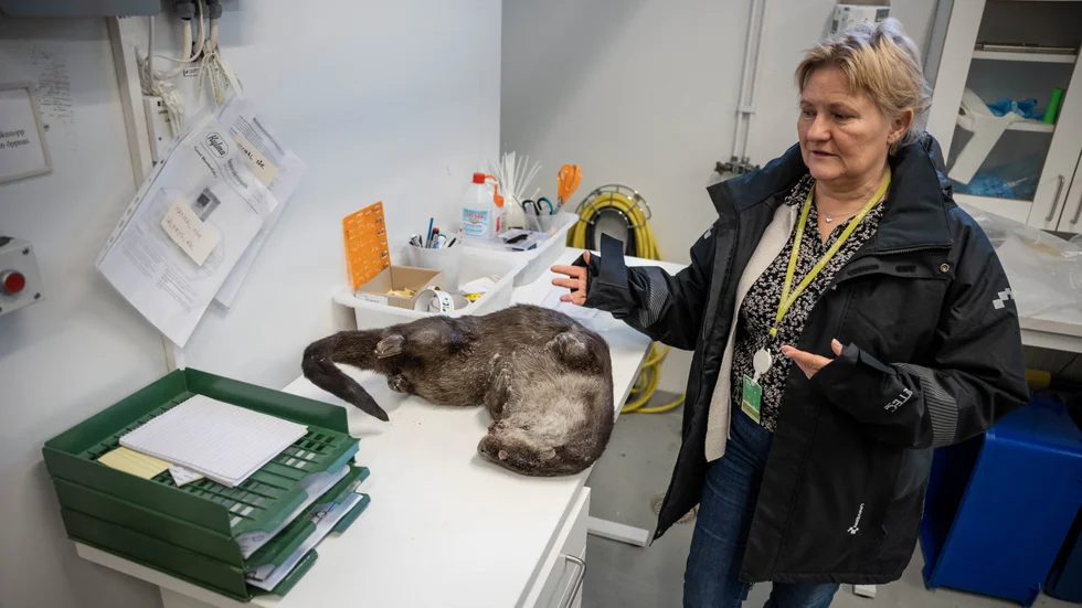 Anna Roos på Naturhistoriska riksmuseet visar en nedfrusen utter på 10 kg som väntar på att obduceras och analyseras.