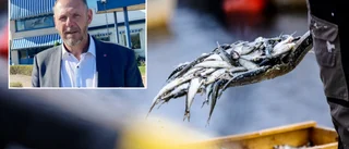 Kronståhl (S) vill att regeringen räddar strömmingen