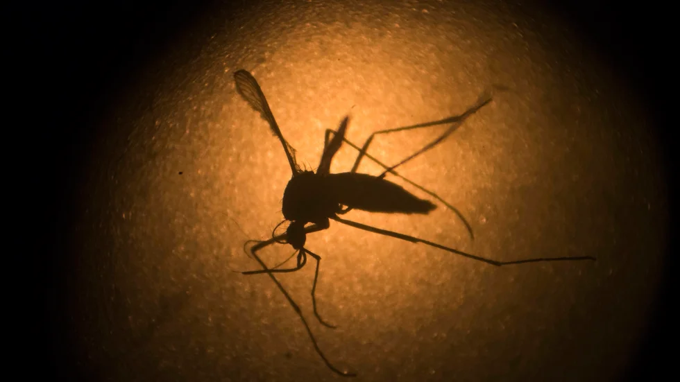 Aedes aegypti-myggor är ökända för att sprida zikavirus, dengue och gula febern. Arkivbild.