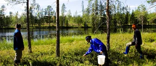 Mats i blåbärsskogen