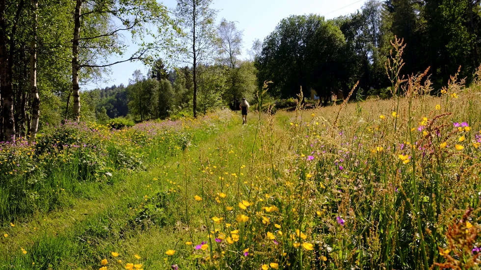 Att ta fram ett "Parisavtal för naturen" är ett av målen för det pågående FN-toppmötet.