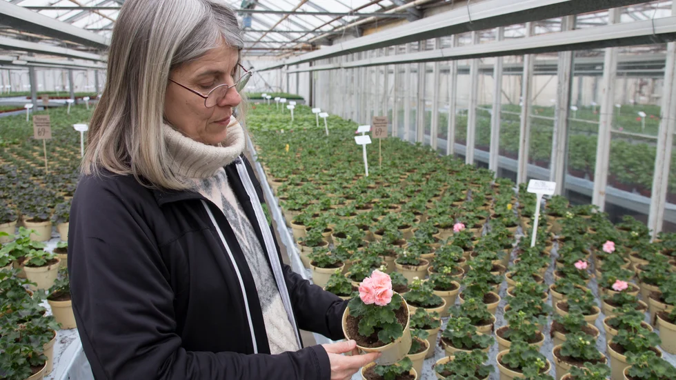 Pelargonen Astrid har ökat i popularitet de senaste åren. "Folk vill ha färger som persika och terracotta", berättar Anna Ekengren, som driver Ekenäs trädgård tillsammans med sin man Tommy Ekengren. 