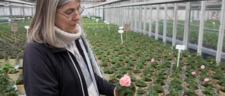 Pelargonspecialister slår upp portarna för säsongen