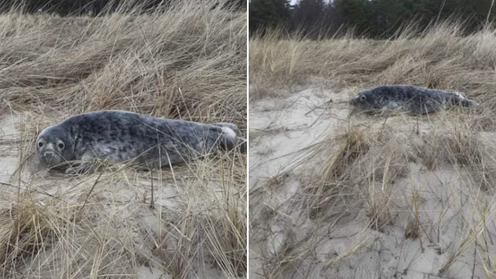 Säl på Sudersand.